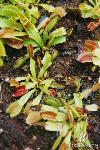 Dionaea muscipula Fondue