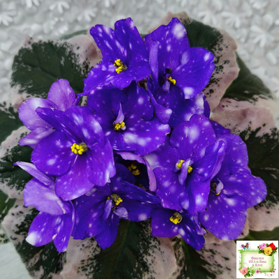 Rivermist Heavenly (J. Baker) (10985) NEW 05/21/2018