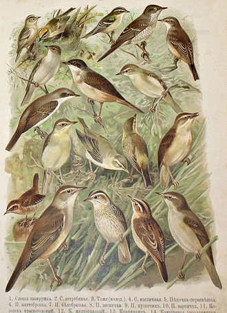 Холодковский Н.А., Силантьев А.А. Птицы Европы. СПб.: Тип. А.Ф.Девриена, 1901.
