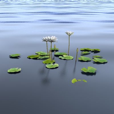 водные Кувшинка PurpleWhite 2