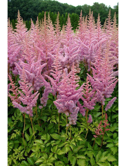 Астильба Арендса С1,5 в ассорт.