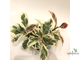 Ficus elastica cv. 'Melany' variegata / Фикус Эластика «Мелани» вариегатный