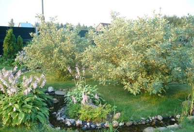 дерен белый элегантиcсима