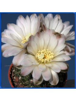 Gymnocalycium bruchii ssp. matznetteri P 214