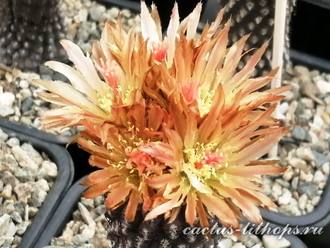 Thelocephala napina PV 2382 (S-259) - 10 семян