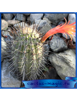 Haageocereus pseudomelanostele v. carminatiflorus JN 1491