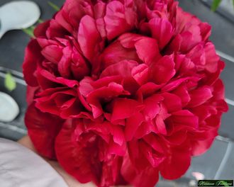 Paeonia Henry Bockstoce