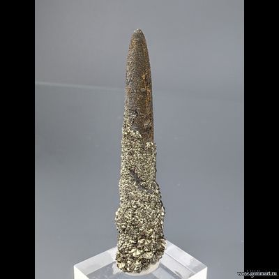 Пирит на белемните. КЧР. Россия. 49*12*10мм