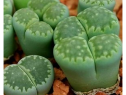 Lithops salicola  cv Malachite (MG-1709.6) - 10 семян