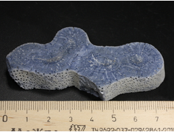 Коралл голубой Акори, Австралия (76*40*10 мм, 37 г) №37707