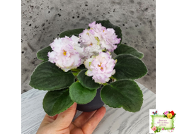 Фея (Т. Л. Дадоян)