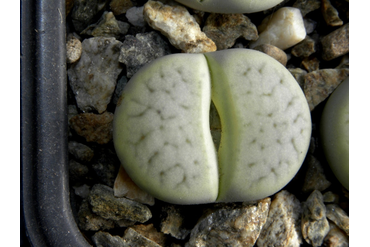 Lithops pseudotruncatella ssp.archerae С306 (MG)