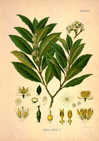 Лавр (Laurus nobilis) Абхазия, молодые листья (5 мл) - 100% натуральное эфирное масло