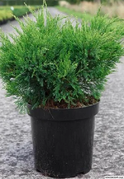 Можжевельник пфитцериана Компакта