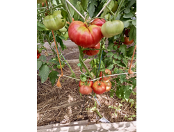 Томат Польская гордость Марджа (Marge’s Polish Pride) Канада