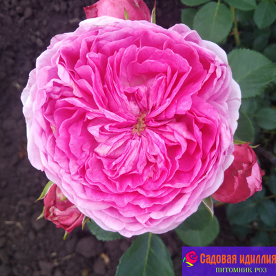 Модерн Арт (Modern Art)