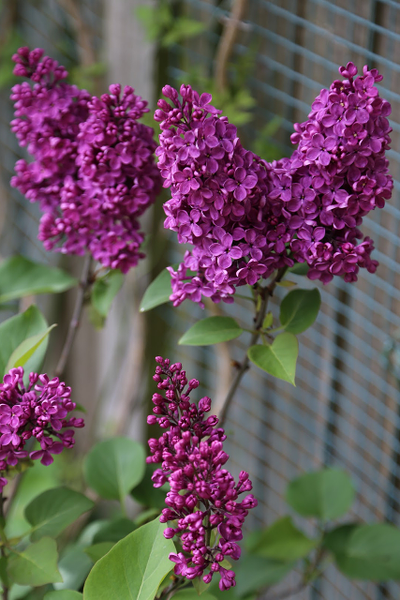 Сирень обыкновенная  Людвиг Шпет