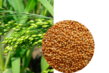 Просо посевное (жёлтое)