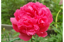 Харизматик