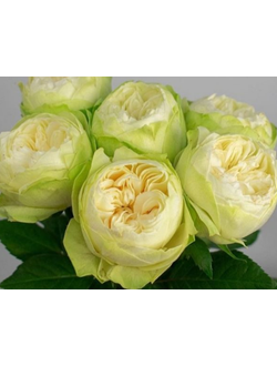 Вайт Кахала (White Kahala)