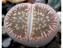 Lithops aucampiae (Литопс Аукамп)