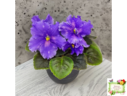 МТ-XXL Эльф (М. Тотиева) 2022 г. (сортовой стартер)