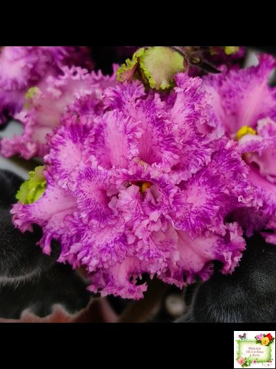 БР-Сочная Ягодка Люкс (С. и Н. Буркацкие) 2022 г.