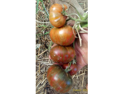 Томат Королева Миссисипи (Mississippi Queen)