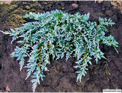 Можжевельник Айс Блю - Icee Blue