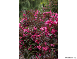 Вейгела цветущая Танго фото цветения красовский-сад.рф