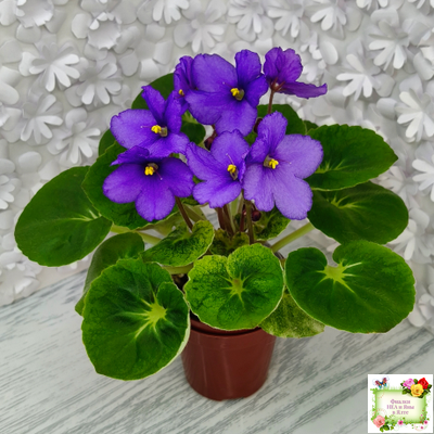 LV-Олег+Алиса (Л. Шевелева) 2025 г. (гёрл-лист с кроновой пестролистностью)