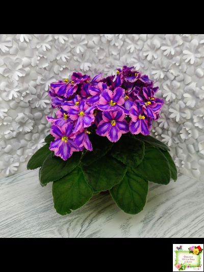 СГ-Каспер (И.Киселёва/С.Голубцова) химера