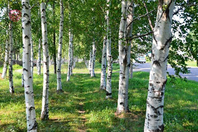 "Лист березы" вайнеры и каттеры