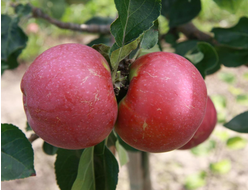 ЛобохПрима (яблоня)