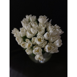 Тюльпаны пионовидные 35 шт