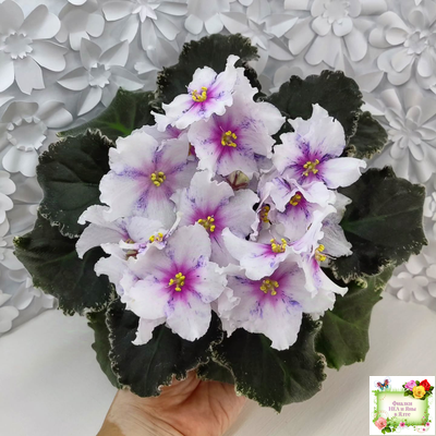 Dn-Love Time (Д. Денисенко) 2021 г.