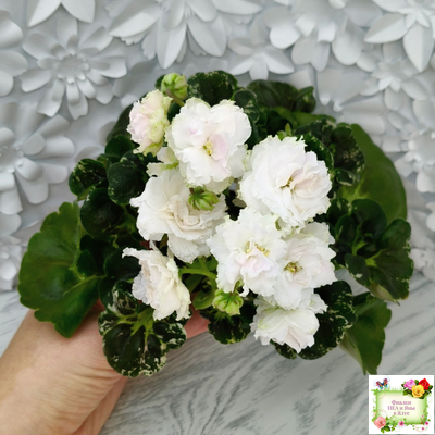 МТ-Кокилье (М. Тотиева) 2023 г.