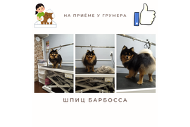 Шпиц БАРБОССА