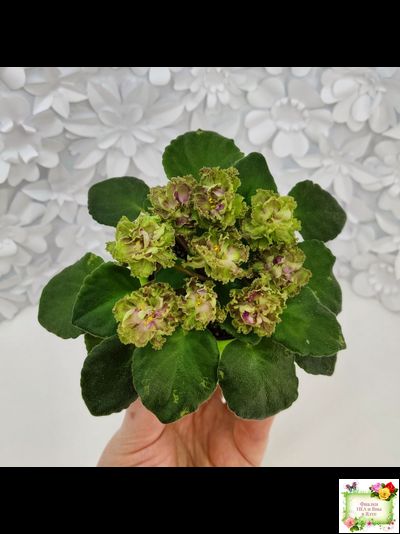 Allegro Pink Pistachio (J.Stromborg) (10765) 06/25/2015