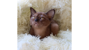 котенок бурмы