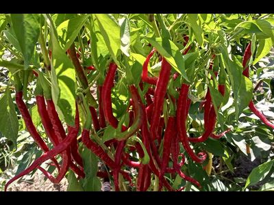 Перец острый Кайенский длинный Джо  (Joe's Long Cayenne)