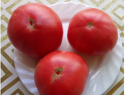 Томат Мамонт (Mammoth)