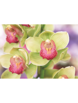 Фотообои "Очарование"