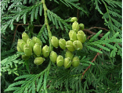 Туя западная, белый кедр (Thuja occidentalis), лапки (5 мл) - 100% натуральное эфирное масло