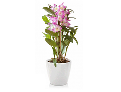 Орхидея Дендробиум + CLASSICO LS 21