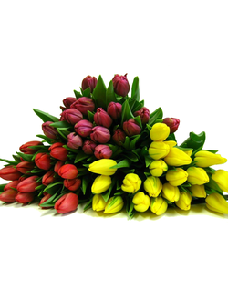 ТЮЛЬПАНЫ В УПАКОВКЕ ПО 10 ШТУК ОДНОГО СОРТА 2026 год