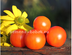 Томат Ambrosia Orange UBX (Амброзия оранж), 10 шт.