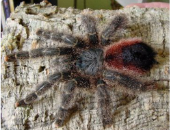 Avicularia bicegoi