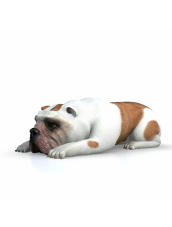 животные Бульдог 2