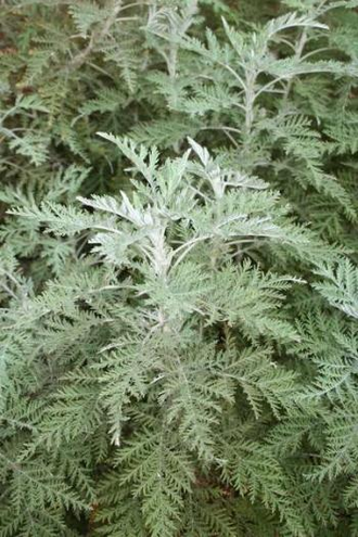 Полынь африканская (Artemisia afra) - 100% натуральное эфирное масло